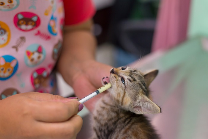 gatinho recebendo tratamento de desparasitação