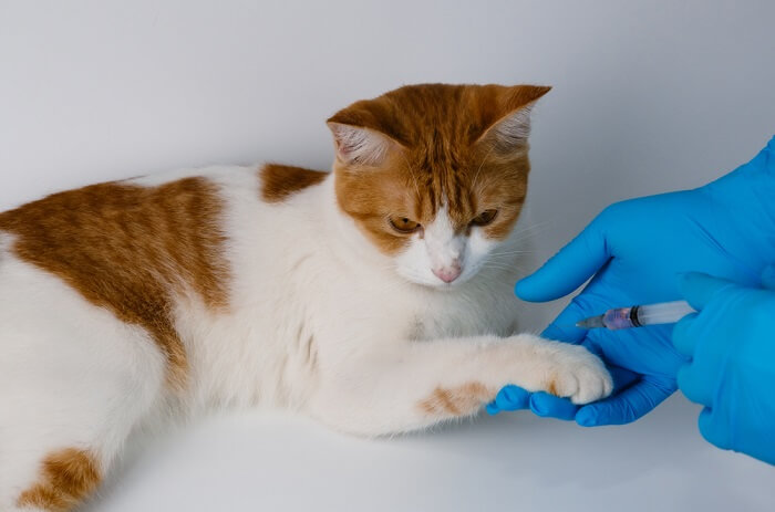 gato sendo examinado e vacinado contra raiva