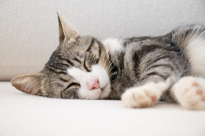 Uma imagem adorável que captura um momento sereno de gatos dormindo.