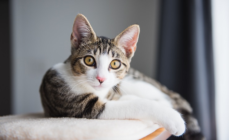 Gato marrom e branco olhando para a câmera