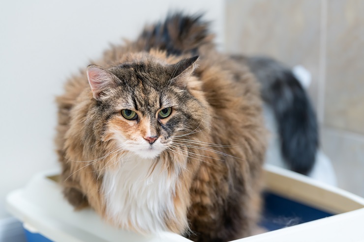 gato sentado em uma caixa de areia