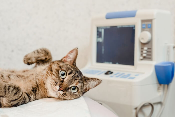 Gato posicionado em uma sala de raios X, mostrando os bastidores dos cuidados veterinários, onde o diagnóstico por imagem ajuda a identificar e tratar possíveis problemas de saúde em pacientes felinos.