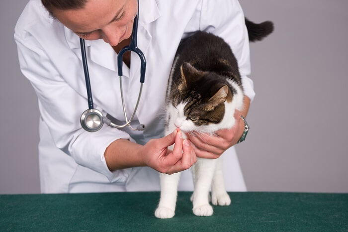 gato com tricurídeos no consultório do veterinário