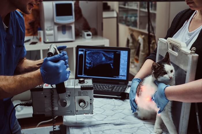 veterinários realizando raio X em um gato