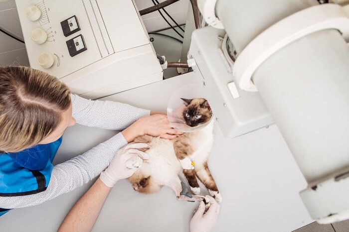 Como um veterinário faz um diagnóstico de doença cardíaca