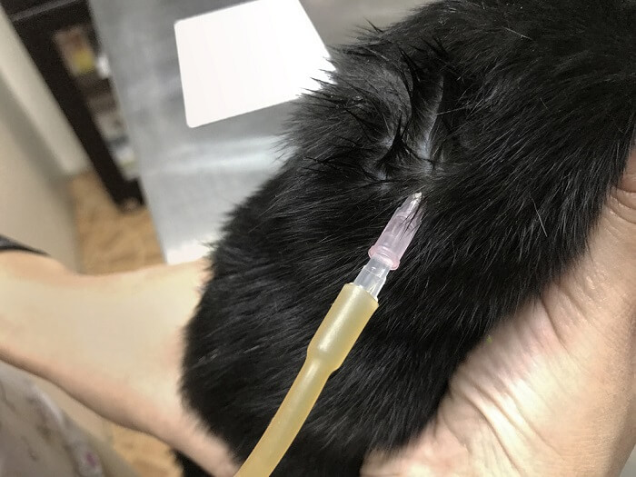 gato recebendo fluidoterapia