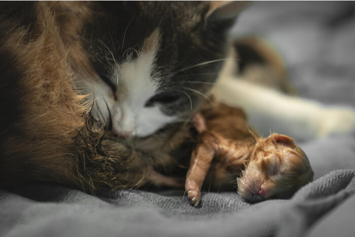 gato adotivo com gatinhos