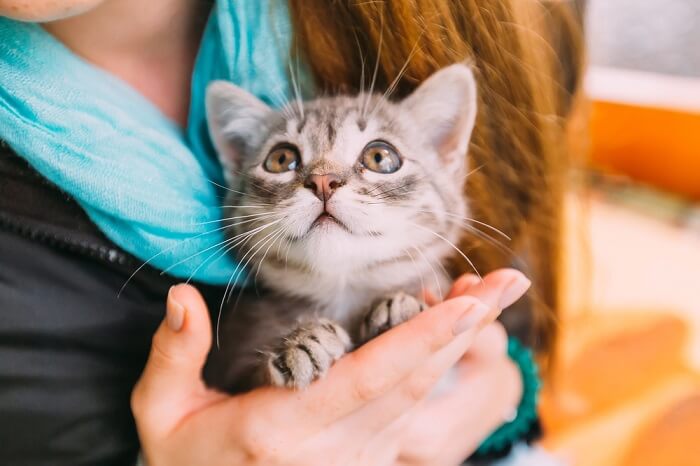 como fazer seu gato te amar