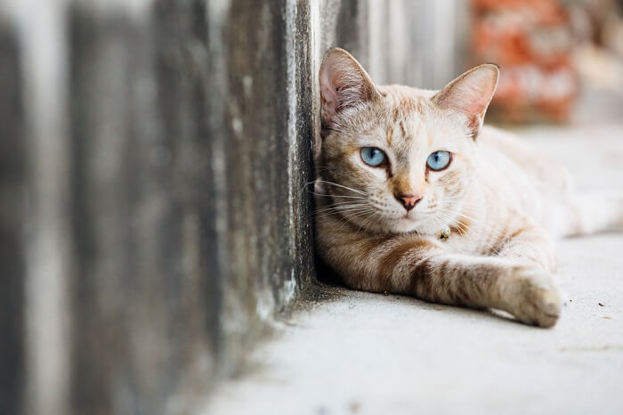 gato de rua deitado na rua