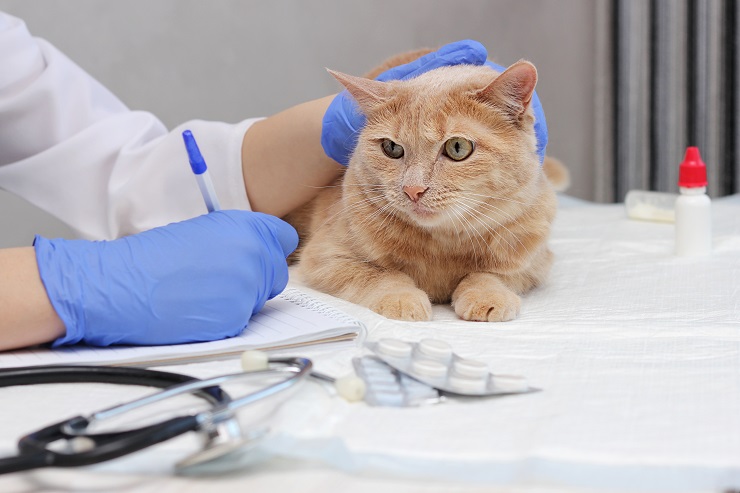 Uma imagem que captura o encontro de um gato no consultório veterinário, mostrando o comportamento curioso e um pouco apreensivo do gato ao interagir com o ambiente veterinário, destacando a importância de check-ups e cuidados regulares.