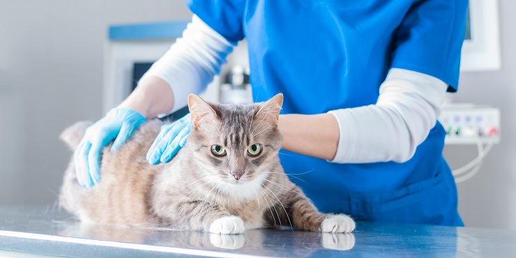 gato sendo examinado por um veterinário