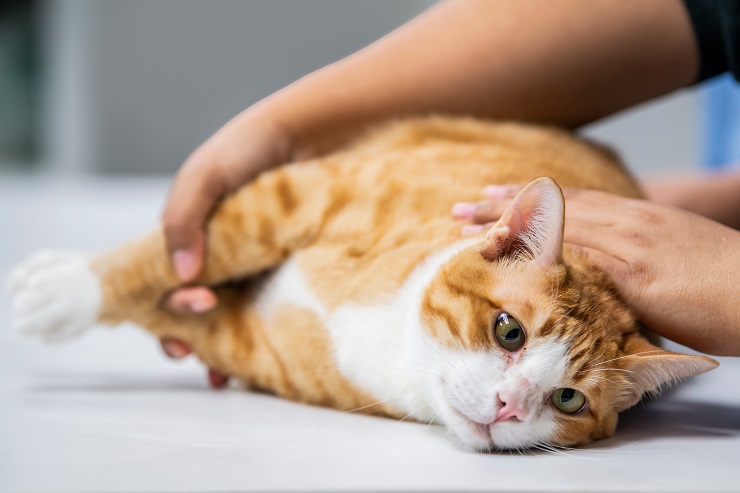 veterinário verificando a condição de um gato com lipidose hemática