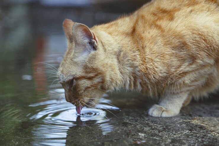 gato bebendo água de uma poça