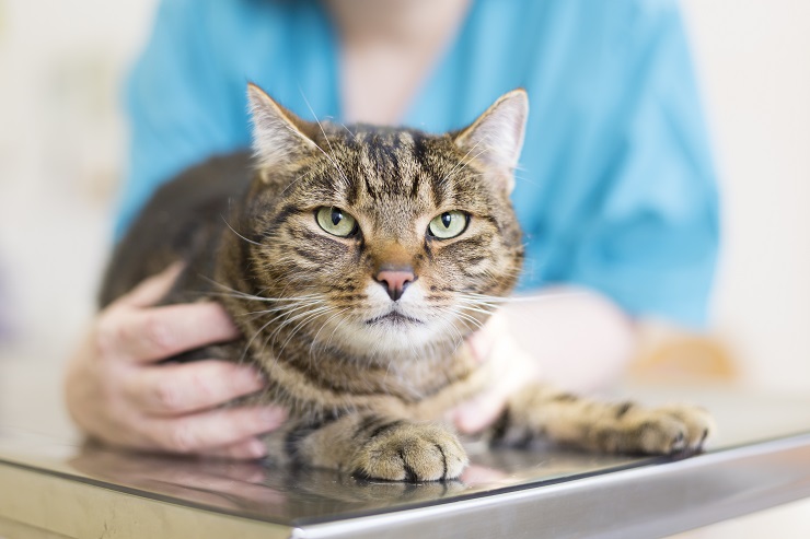 Imagem que mostra um veterinário interagindo com um gato de estimação durante uma visita veterinária.