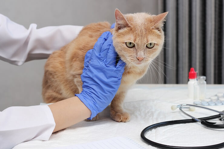 exame veterinário para um gato com lipidose hepática