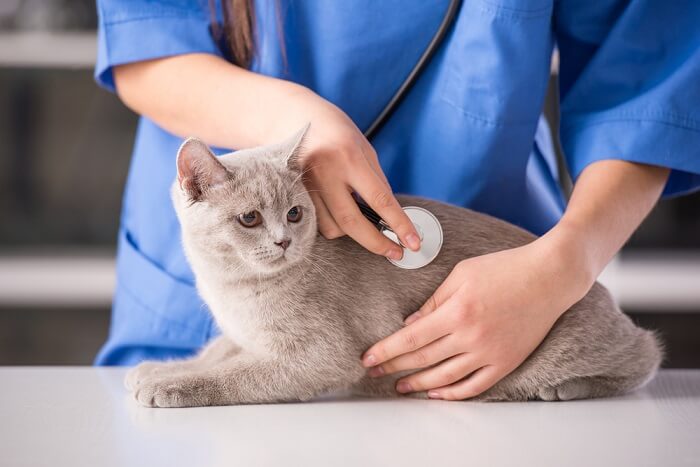 Gato recebendo cuidados veterinários com um veterinário atencioso