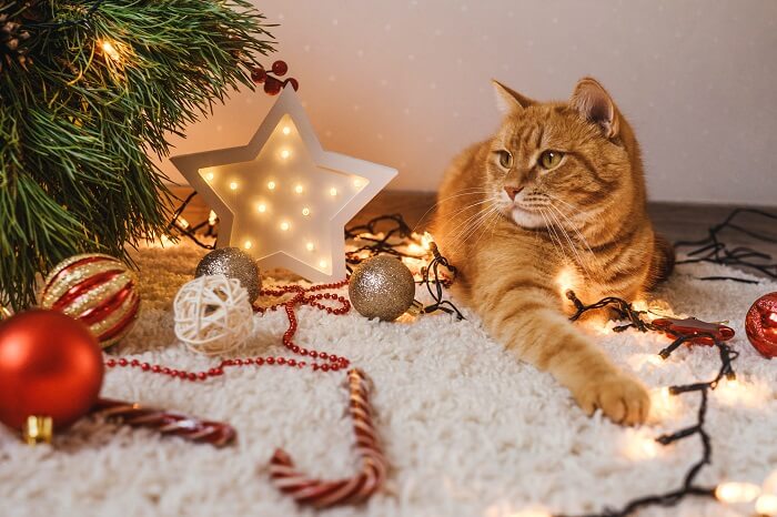 Um gato travesso causando caos perto de uma árvore de Natal.