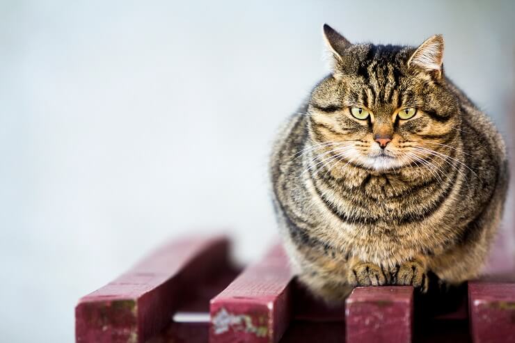 Um gato com sobrepeso ou obesidade, destacando a questão da obesidade felina e a importância de uma alimentação saudável.