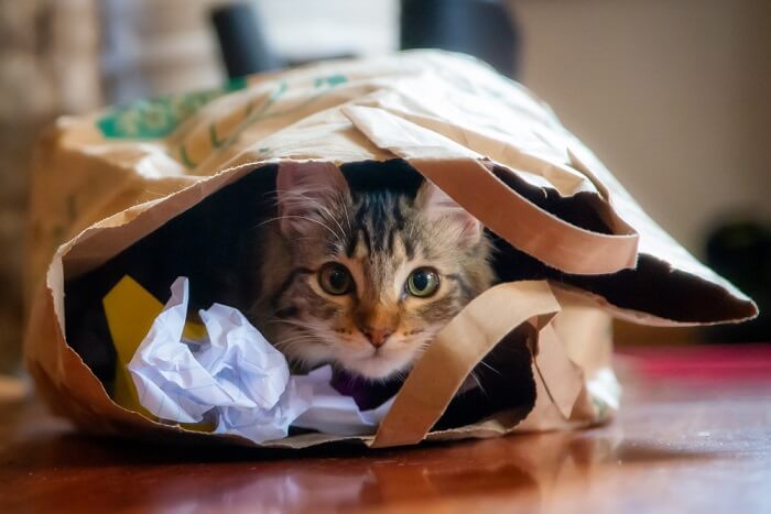 Gato escondido em uma sacola de compras.