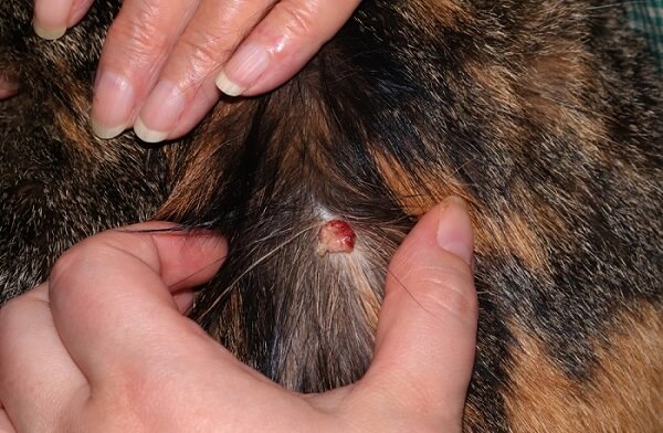 tumor de pele Histiocitoma no pescoço de um gato