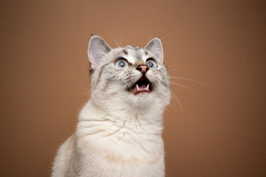 O que é o Trinado de Gatos e Por Que eles Fazem Isso