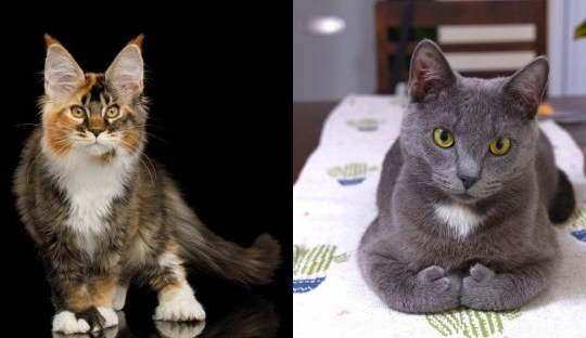9 Coisas que Você Provavelmente Não Sabia sobre Gatos Polidáctilos