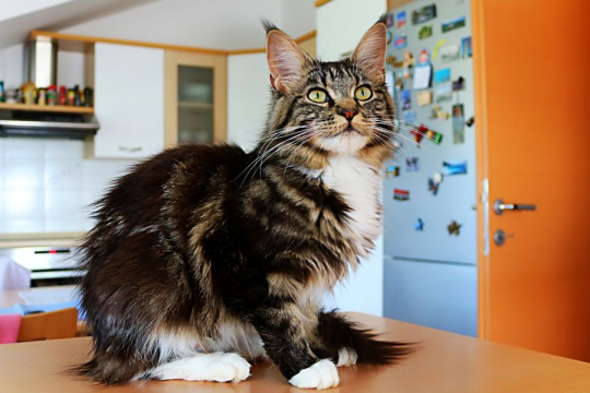 Como Lidar com a Agressão Alimentar em Gatos