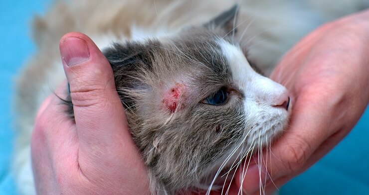 Recipiente de medicamento ou tratamento para doenças de pele em gatos, possivelmente indicando uma solução para problemas dermatológicos felinos.