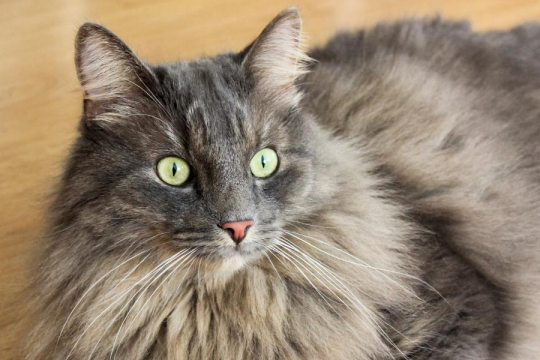 10 Curiosidades Incríveis Sobre o Cérebro dos Gatos