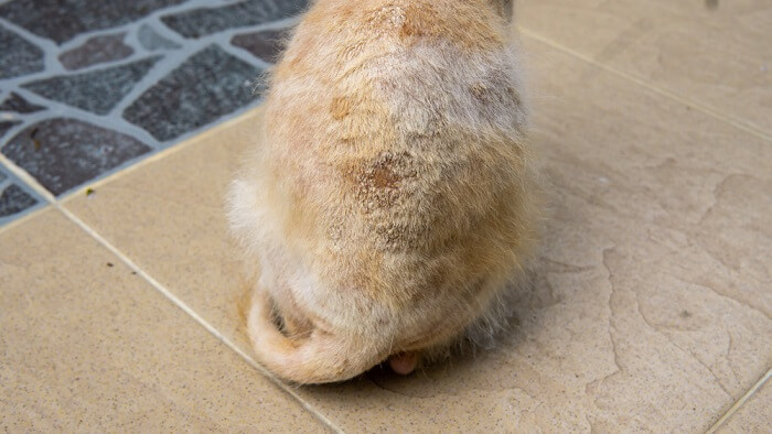 Um gato sentado no chão de azulejos.