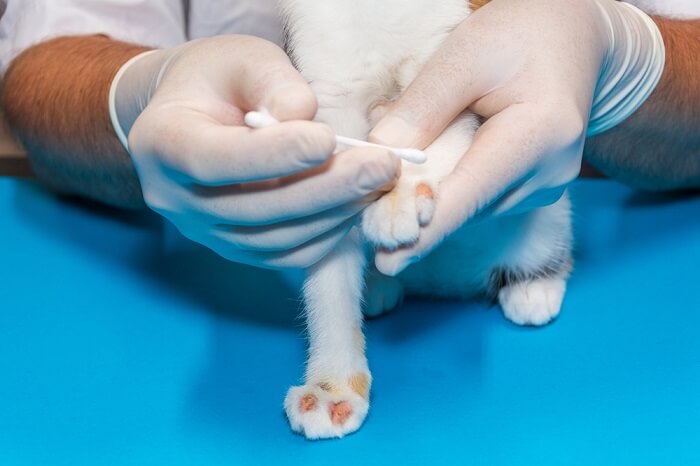 gato recebendo tratamento antifúngico para a pele