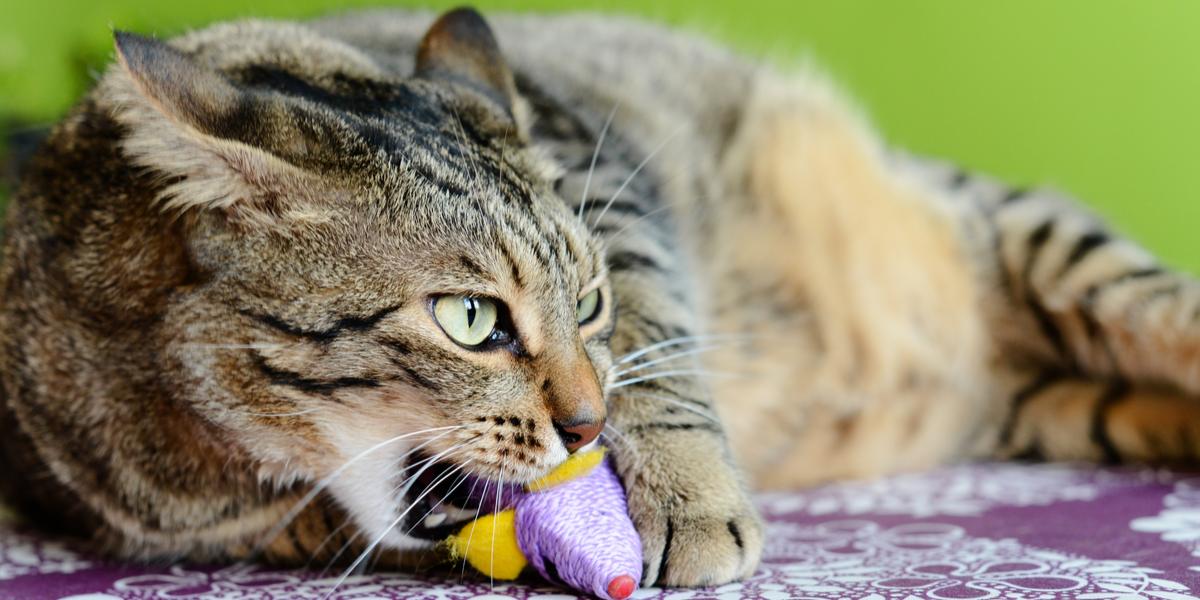 Imagem capturando um gato em comportamento de amamentação, um instinto natural muitas vezes exibido como uma ação reconfortante, que lembra a infância.