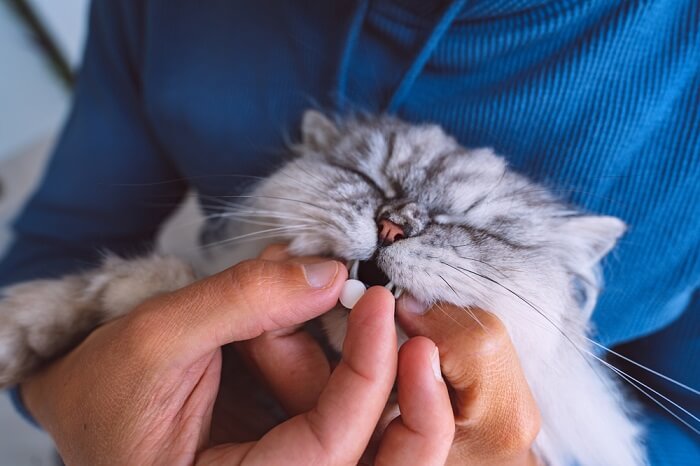 Um gato tomando remédio, ilustrando o processo de administração de medicamentos a um felino.