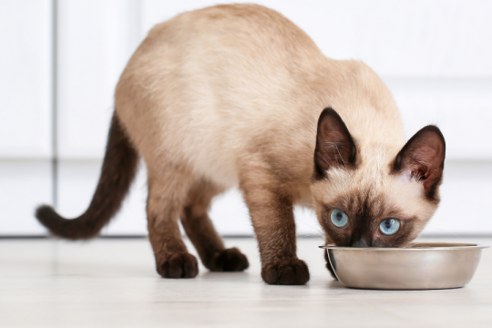 O Guia Completo Para Alimentar de Filhotes a Gatos Idosos