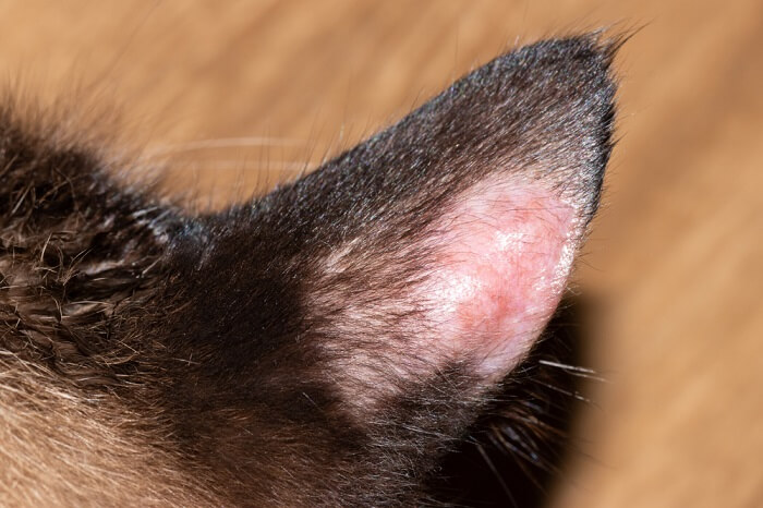 Lesão sem pelos na orelha de um gato