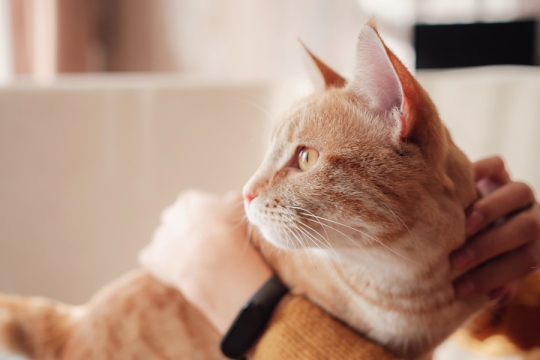 Ciência Confirma que as Pessoas que Têm Gatos são mais Saudáveis