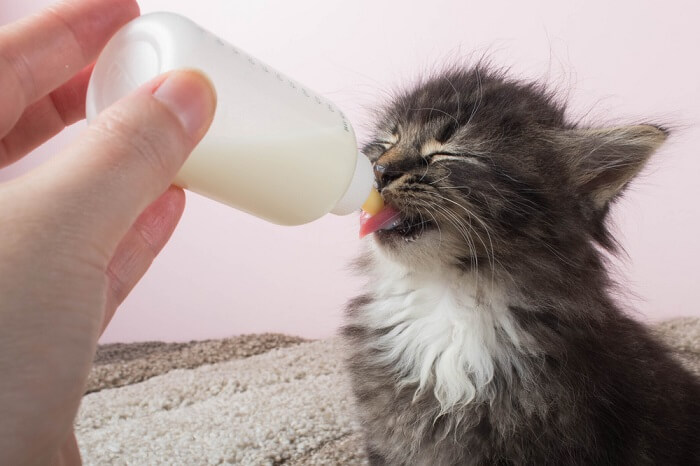 Uma imagem capturando a visão cativante de um gatinho segurando uma mamadeira