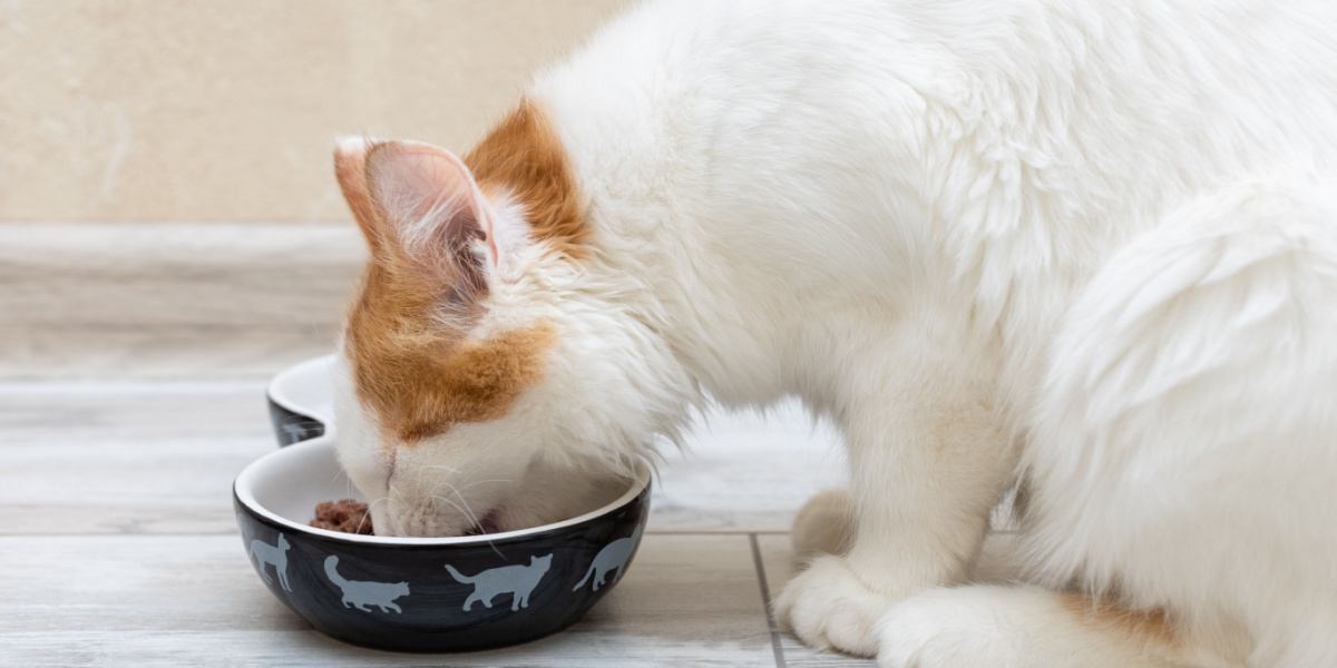 gatinho come comida de uma tigela