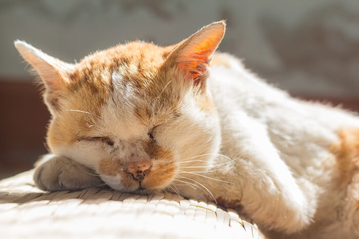 Causas da piometra em gatos