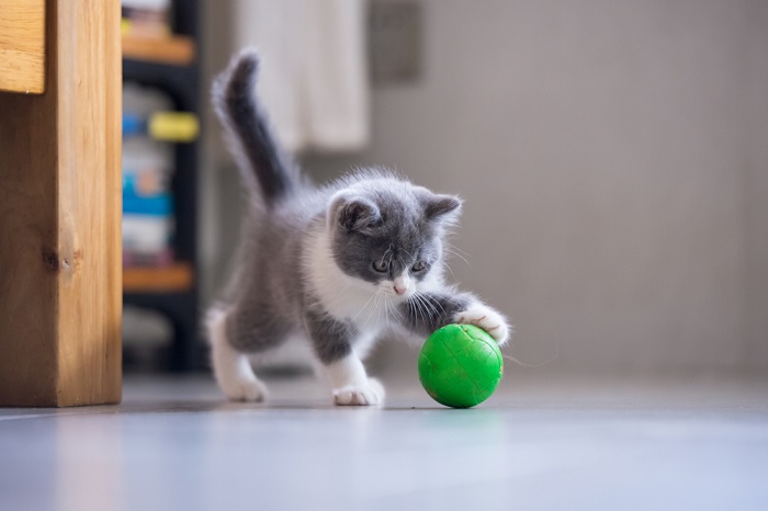 Uma imagem encantadora de um gatinho brincalhão, cheio de energia e curiosidade, envolvido numa animada sessão de brincadeira.