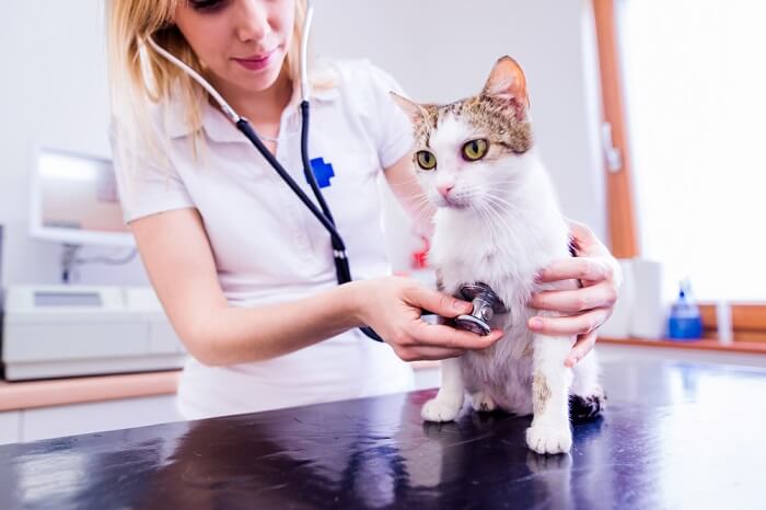 Uma imagem que retrata um veterinário realizando um exame completo do abdômen de um gato.