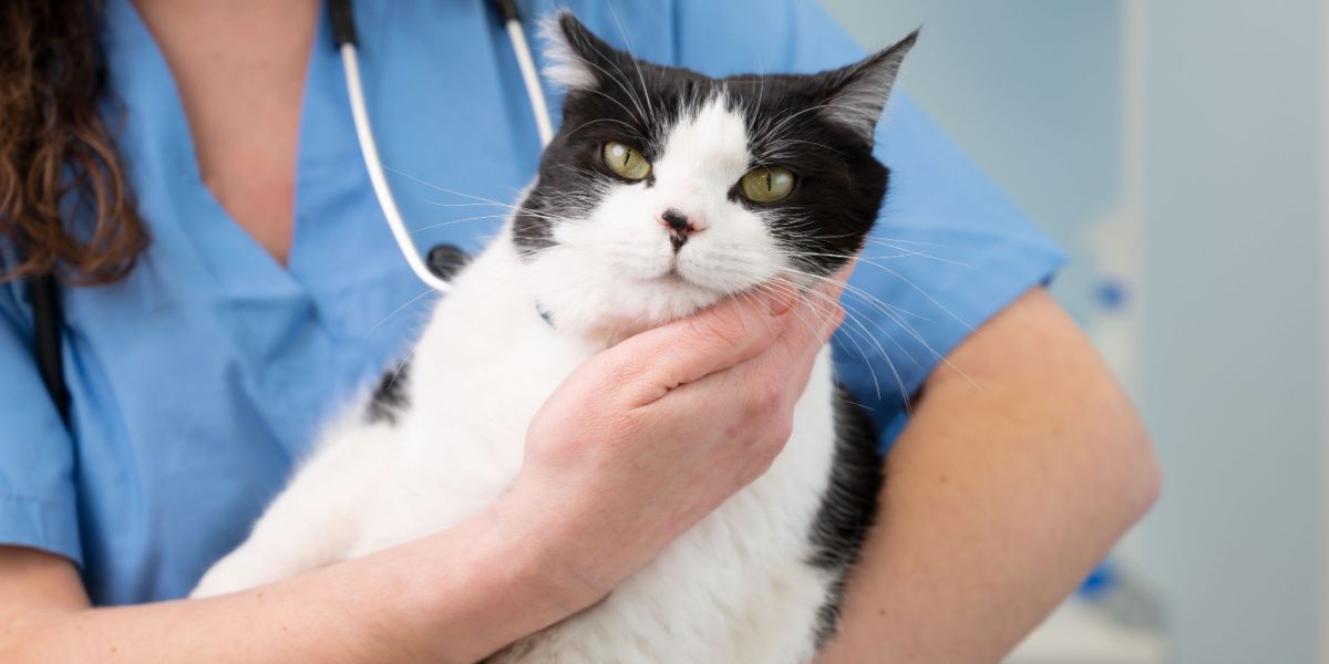 veterinário está segurando um lindo gato branco