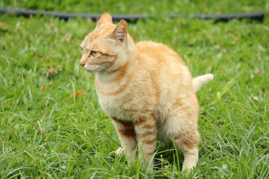 Por Que meu Gato Não Cobre o Cocô? 6 Principais Causas