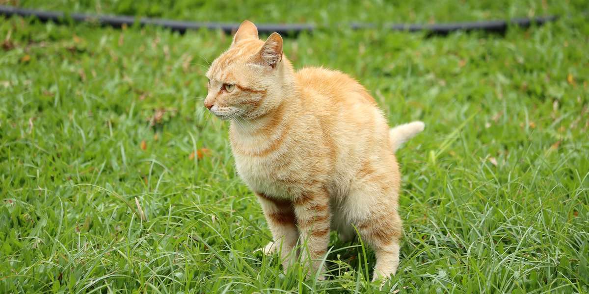 Imagem de um gato cobrindo o cocô após defecar.