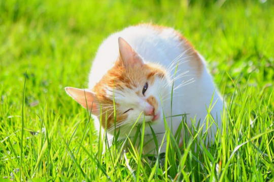 Por Que os Gatos Comem Grama? Você Deveria se Preocupar?