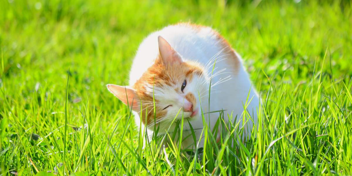 A imagem de um gato mordiscando grama, mostrando seu comportamento natural de comer verduras como uma ajuda potencial para a digestão ou comportamento instintivo.