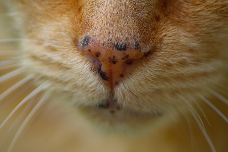 Uma imagem em close do rosto de um gato adornado com sardas cativantes, conferindo-lhe uma aparência única e charmosa.