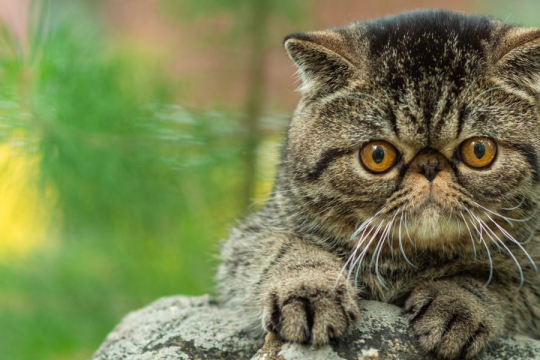 As 10 Coisas que os Gatos Mais Odeiam