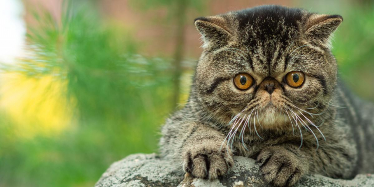 As 10 Coisas que os Gatos Mais Odeiam