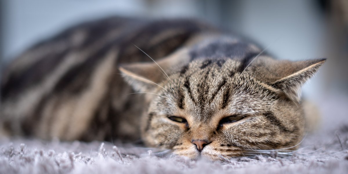 gato letárgico e dormindo no chão com carpete